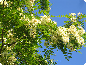 La transhumance des abeilles acacia