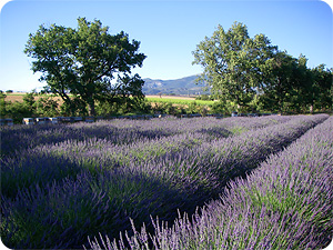 La transhumance des abeilles lavande