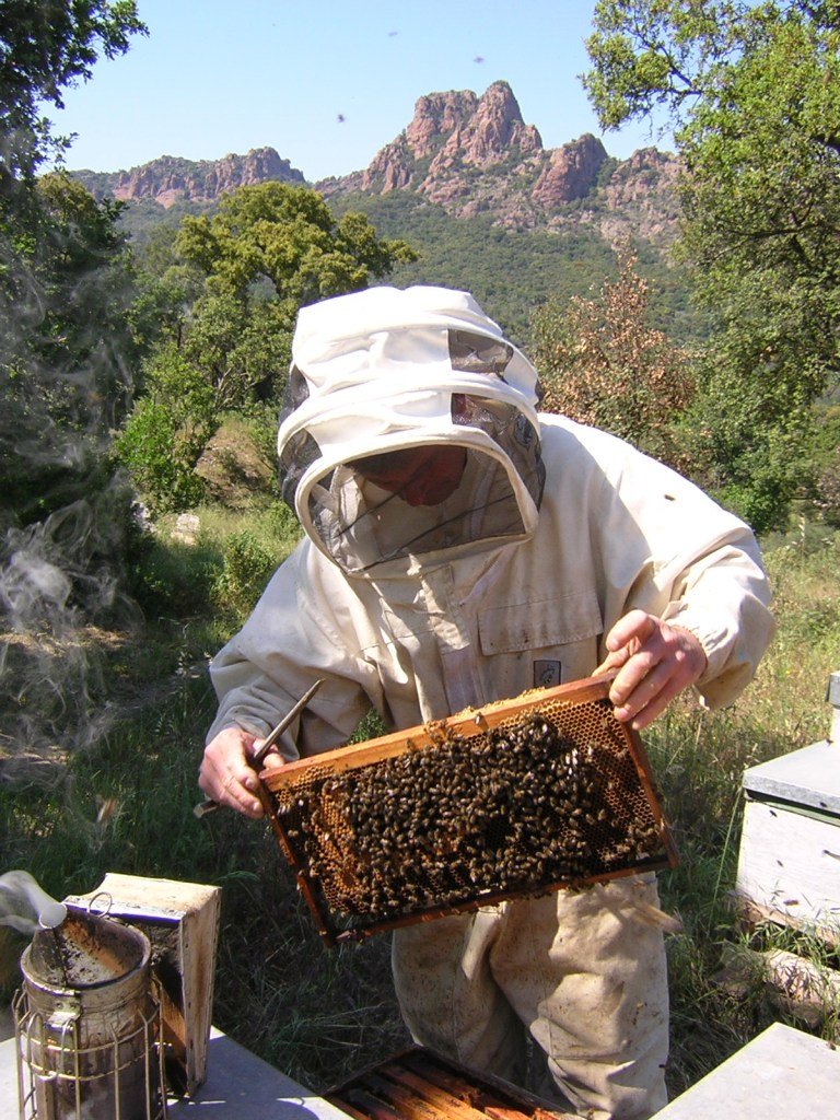 L'Amie Ailée apiculteur Roquebrune 14