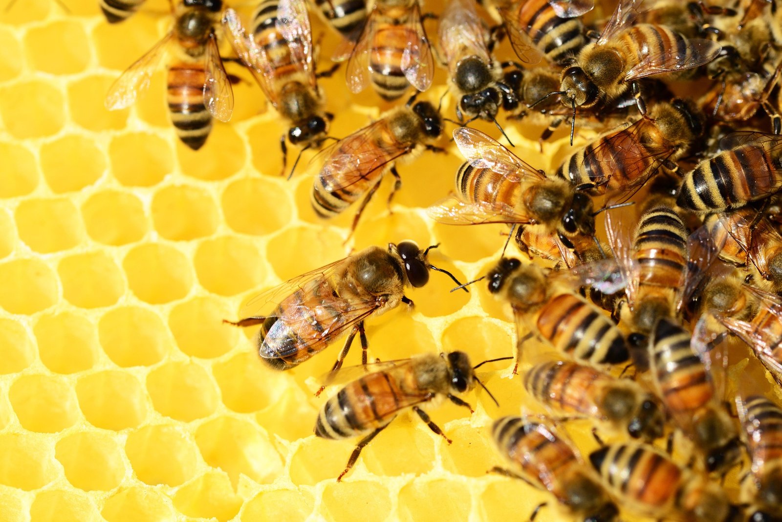 pollydot-bees-326337_1920